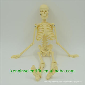 Suministre el modelo de esqueleto PNT-0107 de alta calidad para la enseñanza de la anatomía médica